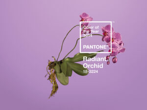 流行を先取り!2014年の流行色『Radiant Orchid(ラディアント・オーキッド)』